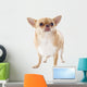 Fat Chihuahua
