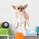 Fat Chihuahua