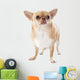 Fat Chihuahua