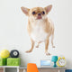 Fat Chihuahua