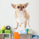Fat Chihuahua
