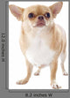Fat Chihuahua