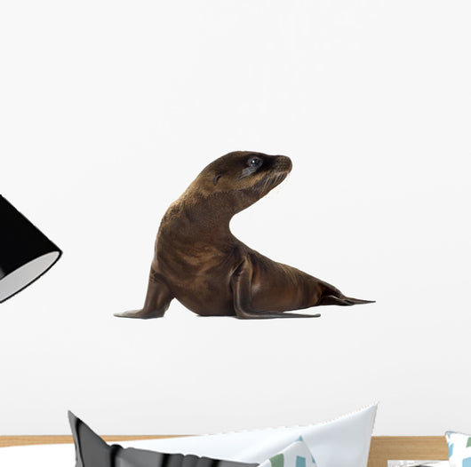 sea-lion pup (3 months) Wall Decal