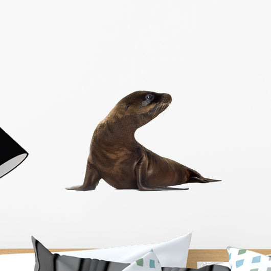 sea-lion pup (3 months) Wall Decal