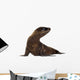sea-lion pup (3 months) Wall Decal