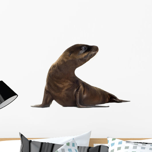 sea-lion pup (3 months) Wall Decal