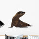 sea-lion pup (3 months) Wall Decal