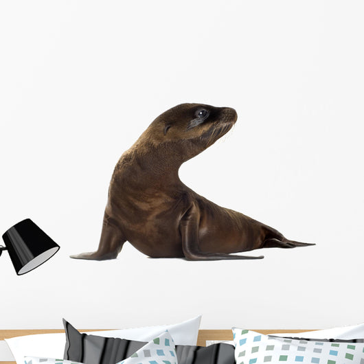 sea-lion pup (3 months) Wall Decal