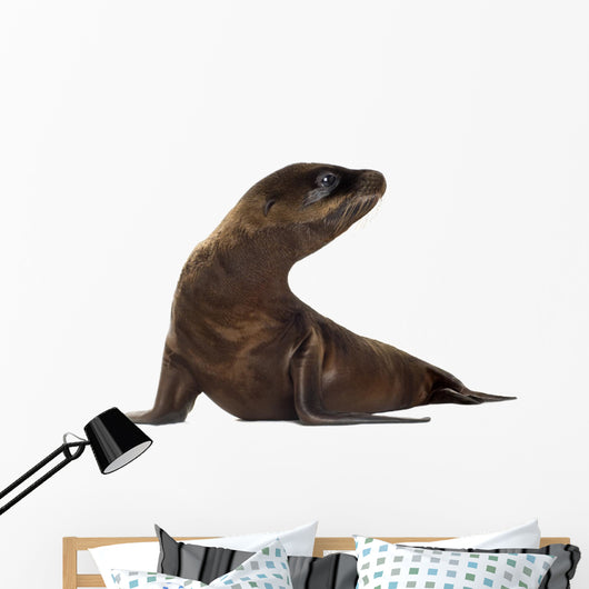 sea-lion pup (3 months) Wall Decal