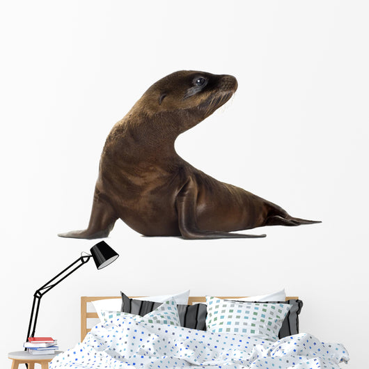 sea-lion pup (3 months) Wall Decal
