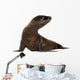 sea-lion pup (3 months) Wall Decal