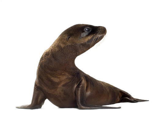 sea-lion pup (3 months) Wall Decal
