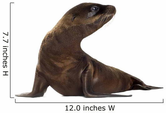 sea-lion pup (3 months) Wall Decal