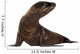sea-lion pup (3 months) Wall Decal