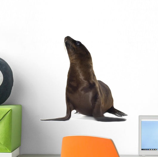 sea-lion pup Wall Decal