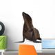 sea-lion pup Wall Decal