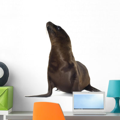 Sea-lion Pup Wall Decal shown on a wall