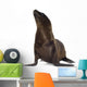 sea-lion pup Wall Decal