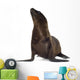 sea-lion pup Wall Decal
