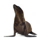 sea-lion pup Wall Decal