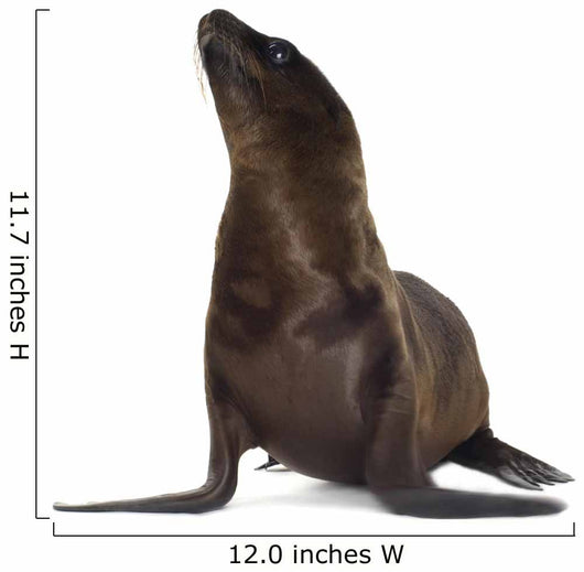 sea-lion pup Wall Decal