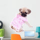 Mops Princess Looking behind Wall Mural