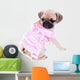 Mops Princess Looking behind Wall Mural