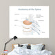 Anatomy Spine