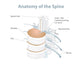 Anatomy Spine