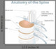Anatomy Spine