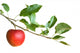 Apple Branch Wall Decal