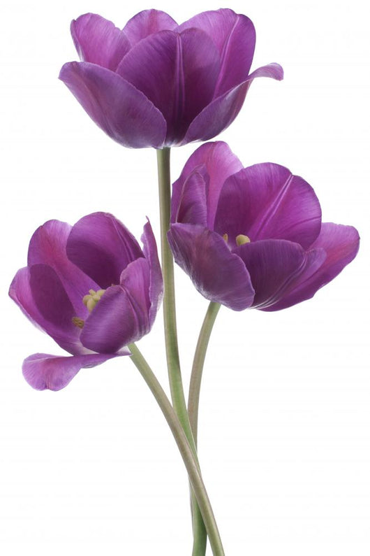 tulip Wall Decal