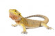 Bearded Dragon Wall Decal