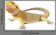 Bearded Dragon Wall Decal