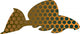 Leopard pleco - aquarium fish Wall Decal