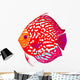 Red Leopard Discus Fish Wall Decal