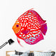 Red Leopard Discus Fish Wall Decal