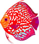 Red Leopard Discus Fish Wall Decal