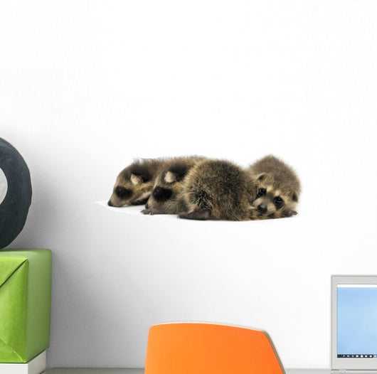 Young Racoons Wall Decal
