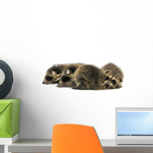 Young Racoons Wall Decal