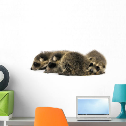 Young Racoons Wall Decal