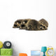 Young Racoons Wall Decal