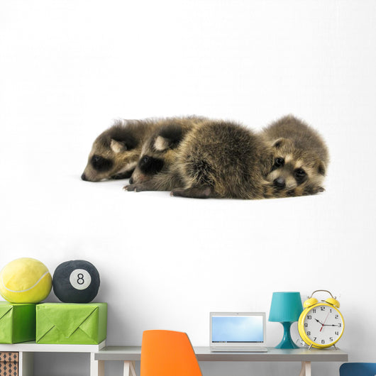 Young Racoons Wall Decal