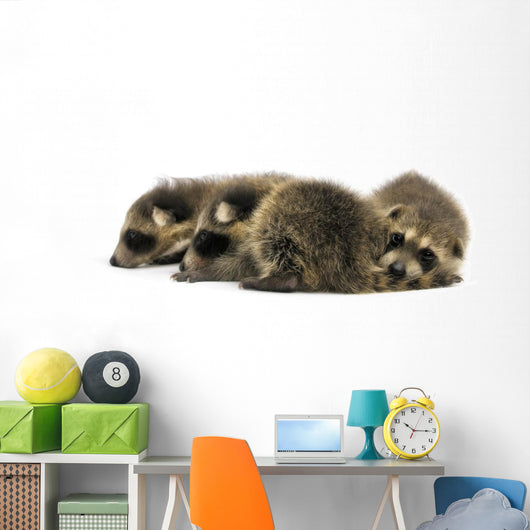 Young Racoons Wall Decal