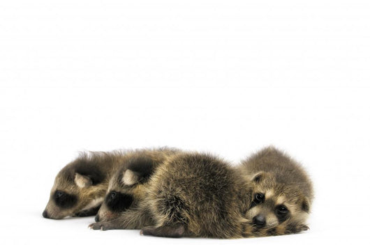 Young Racoons Wall Decal