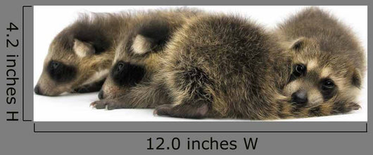 Young Racoons Wall Decal