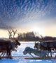 Northern deer on snow Wall Mural