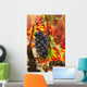 Grapes and bright red autumn grape leaves in the vineyard Wall Mural