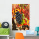 Grapes and bright red autumn grape leaves in the vineyard Wall Mural