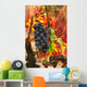 Grapes and bright red autumn grape leaves in the vineyard Wall Mural
